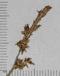 Ddioecious sedge